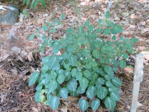 Thalictrum ichangense