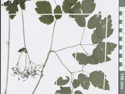 Tuberous meadow-rue
