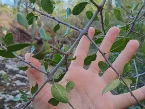 Sideroxylon obtusifolium