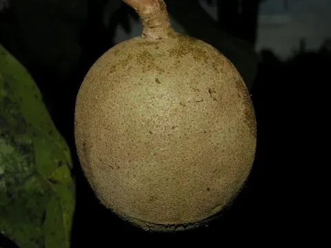 Simira