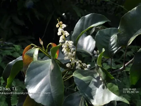 Elaeocarpus petiolatus