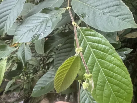Elaeocarpus stipularis