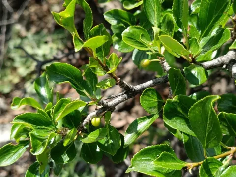 Little-leaf buckthorn