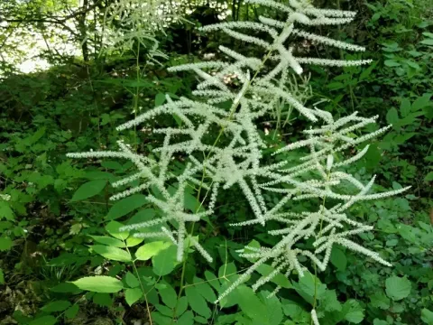 Goatsbeard