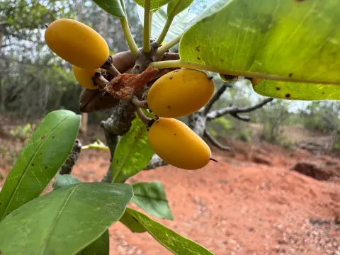 Manilkara hexandra