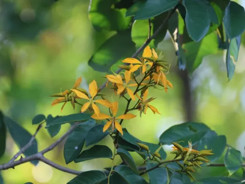Martiodendron