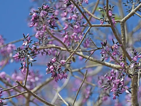 Vatairea