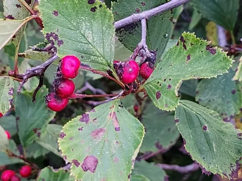 Rough-leaved hawthorn