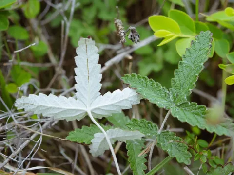 Potentilla discolor