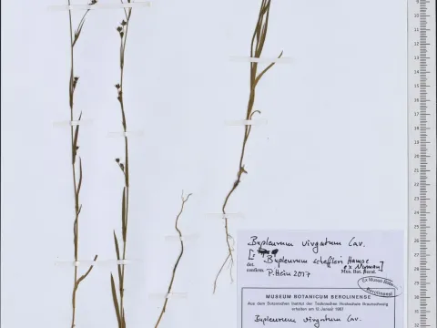Bupleurum virgatum