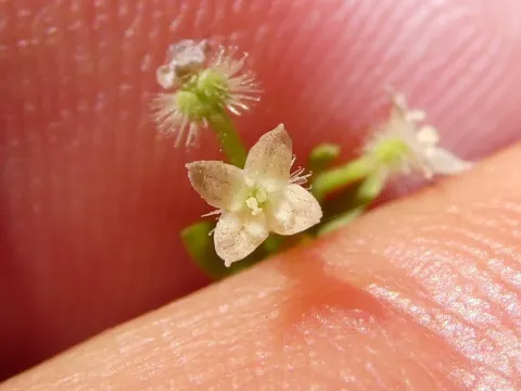 Kamchatka bedstraw