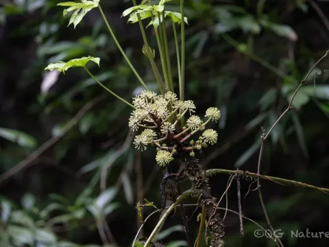 Brassaiopsis