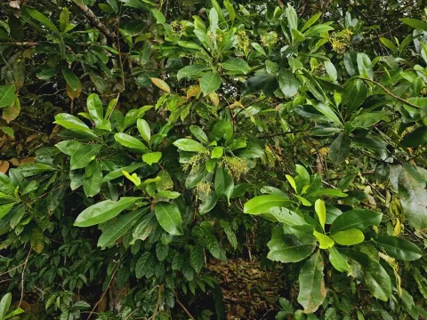 Ixonanthes