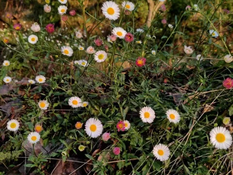 Erigeron emodi