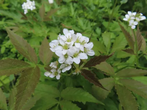 Cardamine leucantha