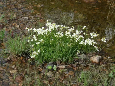 Creeping bittercress
