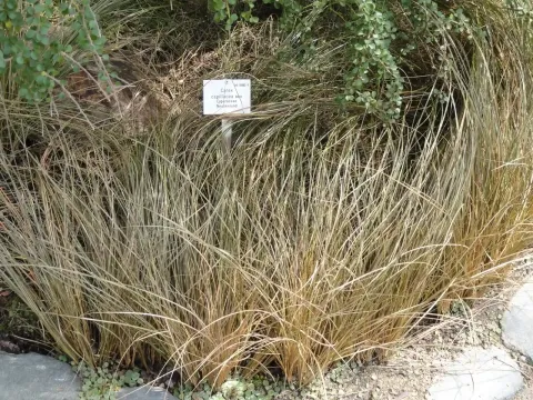 Hair-like sedge