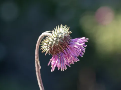 Himalaiella