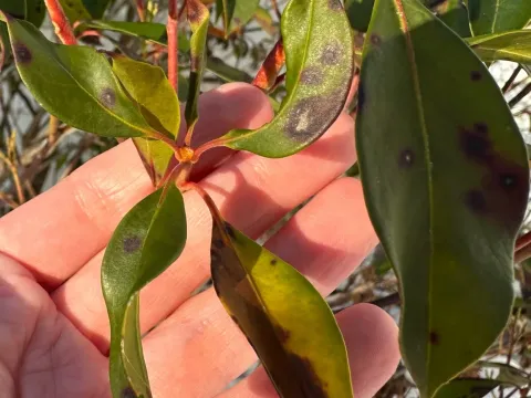 Kalmia