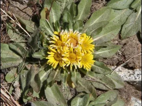 Inula rhizocephala