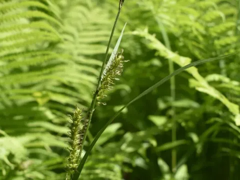 Dry-loving sedge