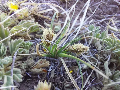 Carex duriuscula