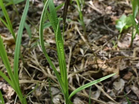 Carex sordida