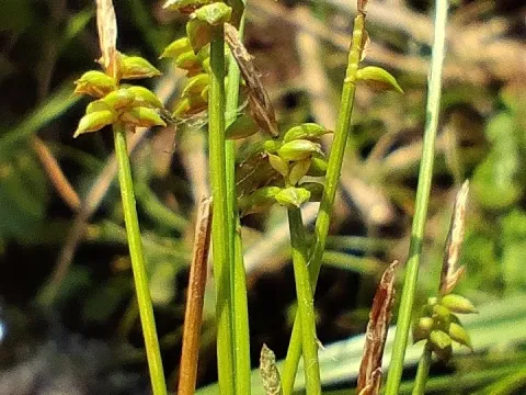 Carex rara