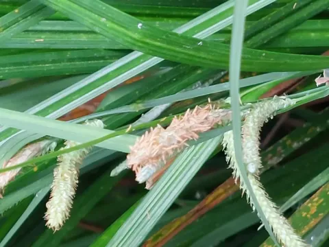 Lenticular sedge