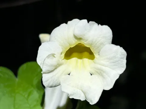 Amphilophium crucigerum