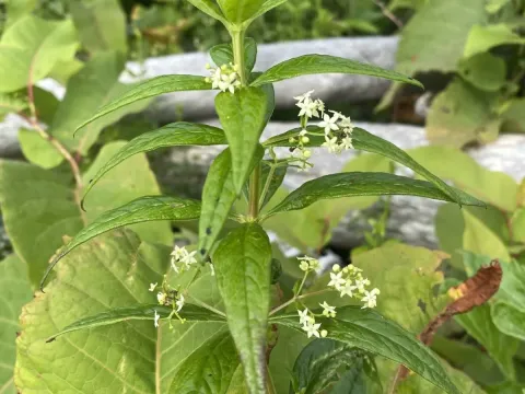 Rubia jesoensis