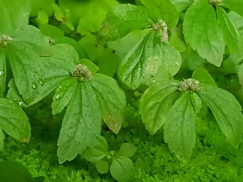 Elatostema cuneatum