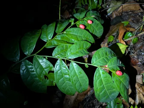 Ptychopetalum