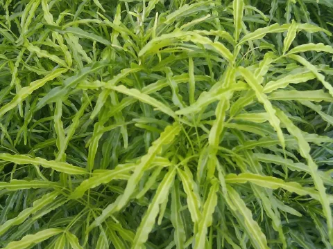 Melicope denhamii