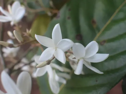 Vatica affinis