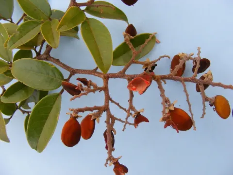 Dialium angolense
