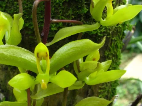 Cirrhaea