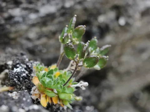 Draba subcapitata