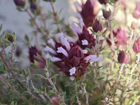 Thyme