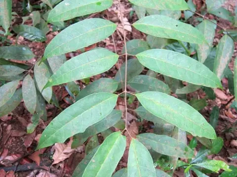 Canarium patentinervium