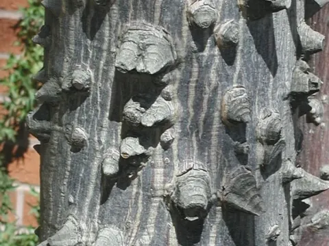 Ceiba acuminata