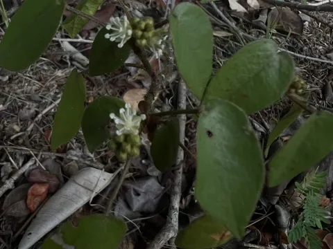 Croton glabellus