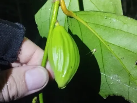 Gonocaryum