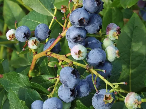 Vaccinium hybrids