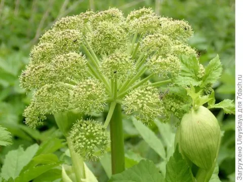 Angelica sinensis