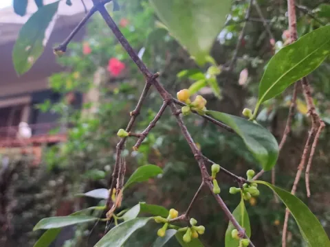 Kokum