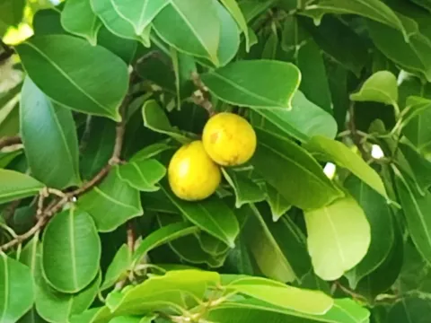Hancornia