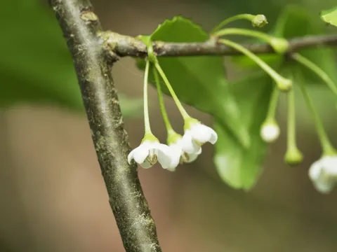 Ilex asprella