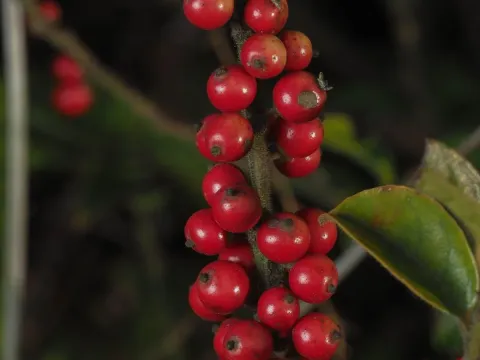 Hairy holly