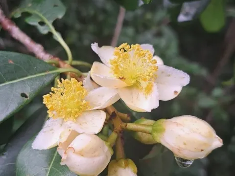 Кільмейера